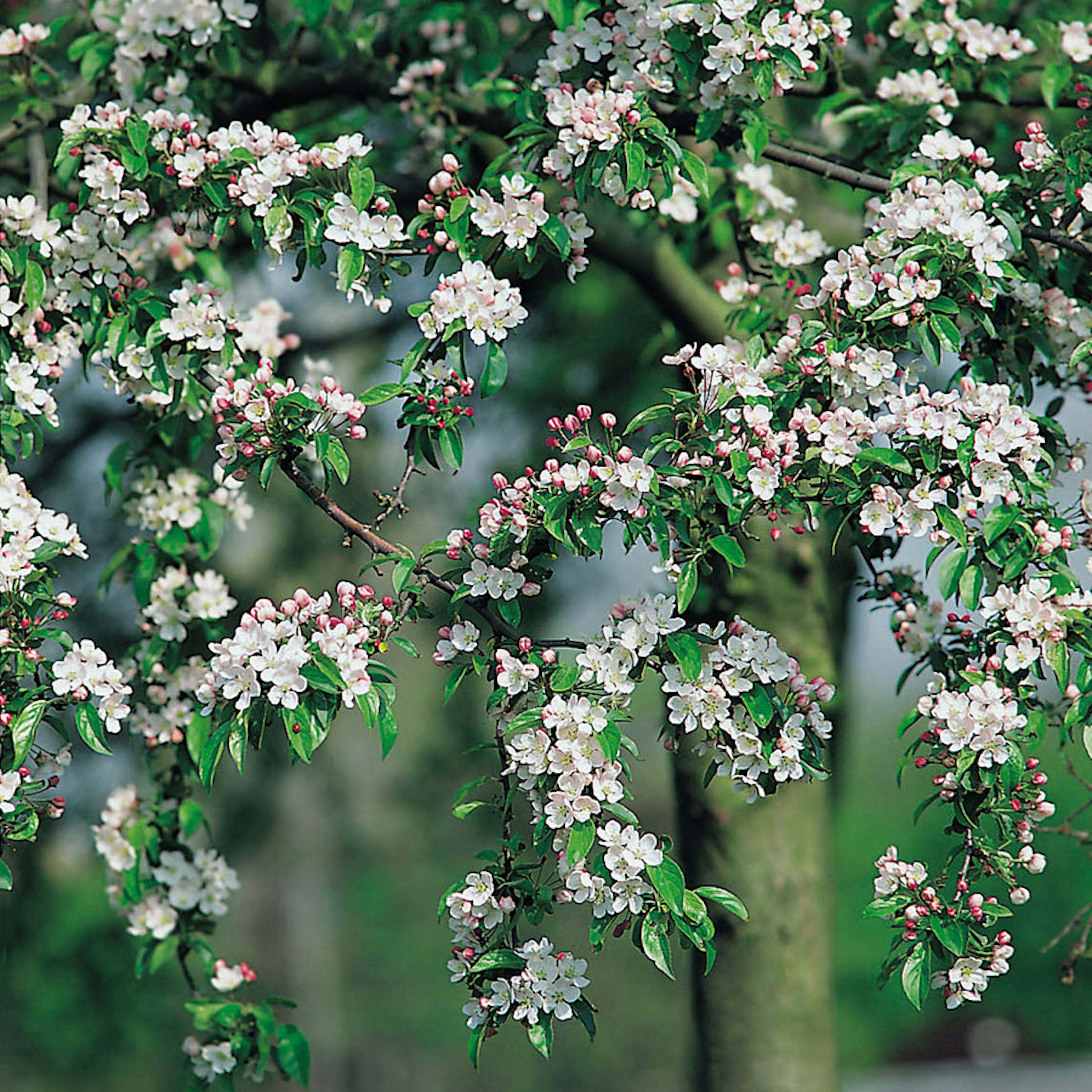 Prydnadsträd Korallapel Omnia Garden 90-110 cm