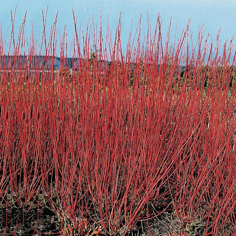 Prydnadsbuske Omnia Garden Korallkornell