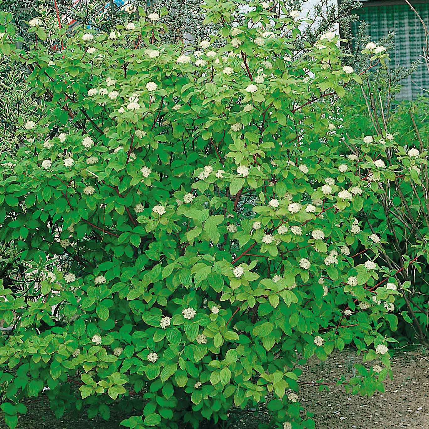 Prydnadsbuske Omnia Garden Korallkornell