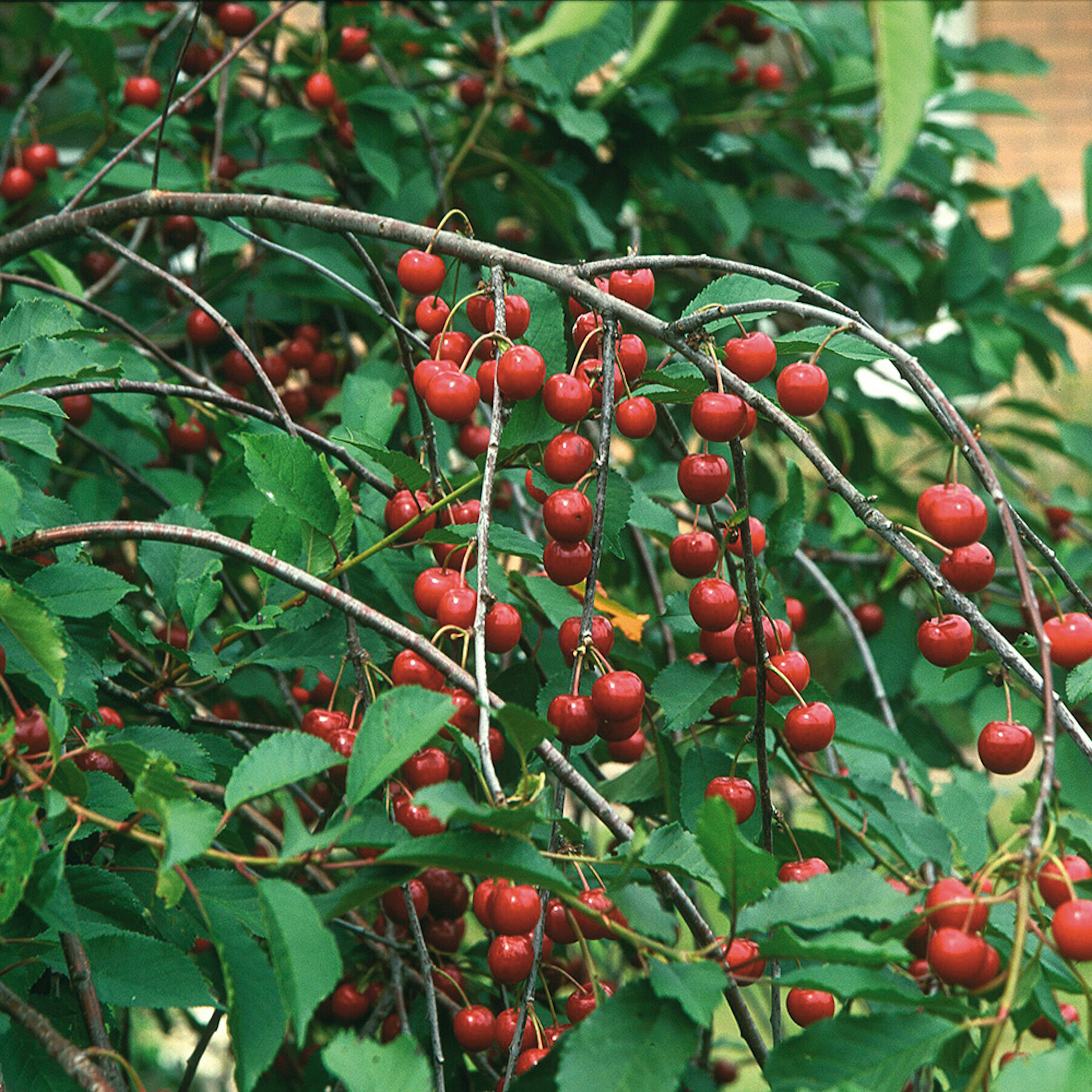 Surkörsbärträd Omnia Garden Skuggmorell Morello E