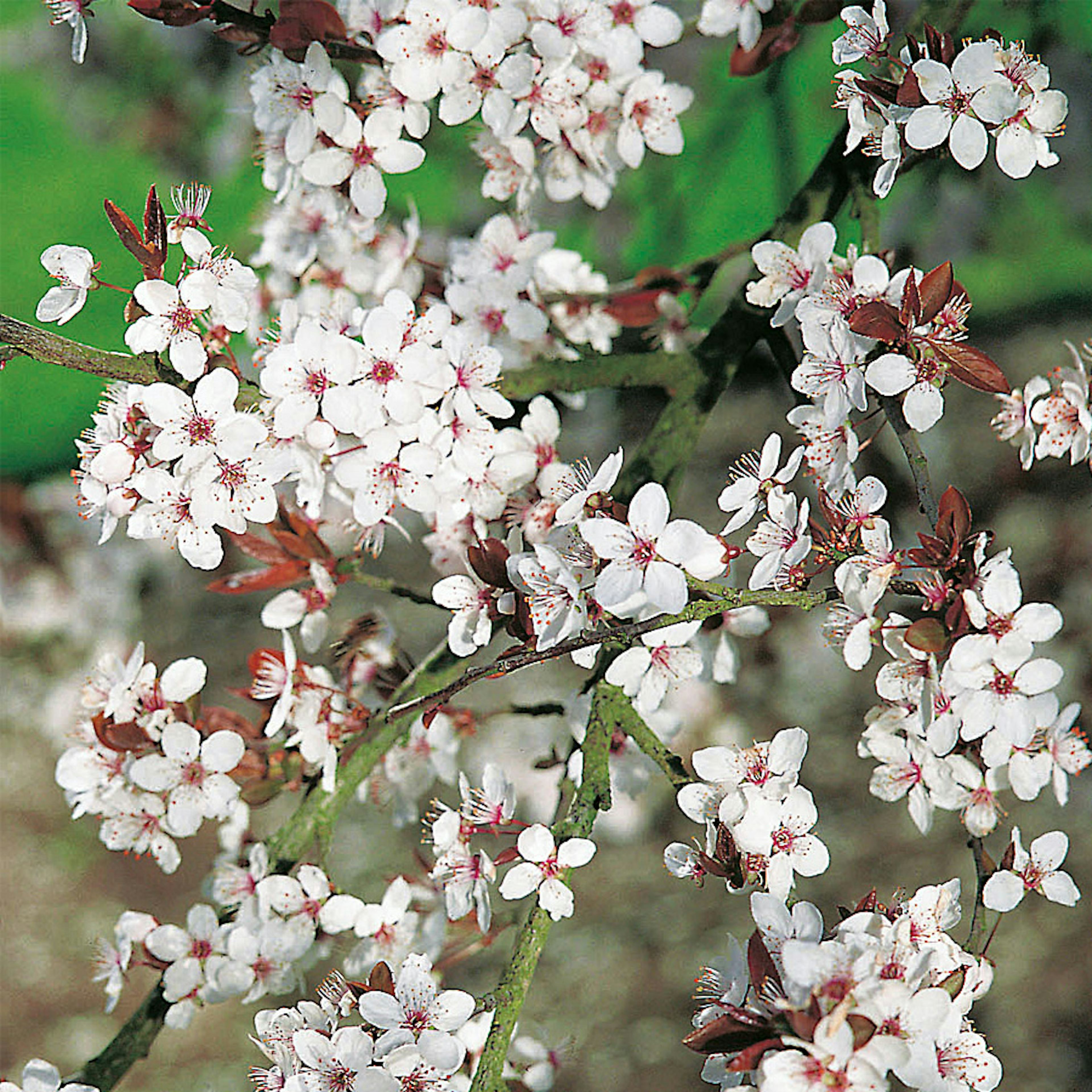 Buske Omnia Garden Körsbärsplommon 50-80 cm