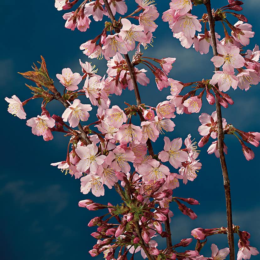 Prydnadsträd Kurilerkörsbär Omnia Garden 80-90 cm