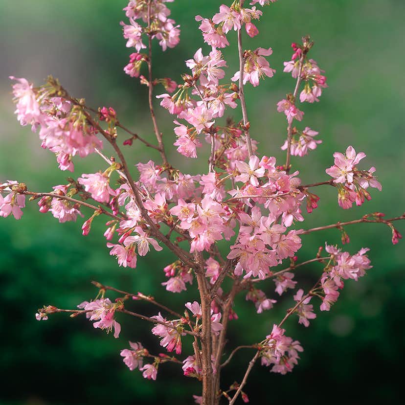 Prydnadsträd Kurilerkörsbär Omnia Garden 80-90 cm