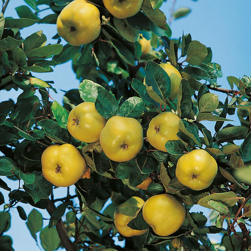 Prydnadsträd Kvitten Vranja Omnia Garden 100-120 cm