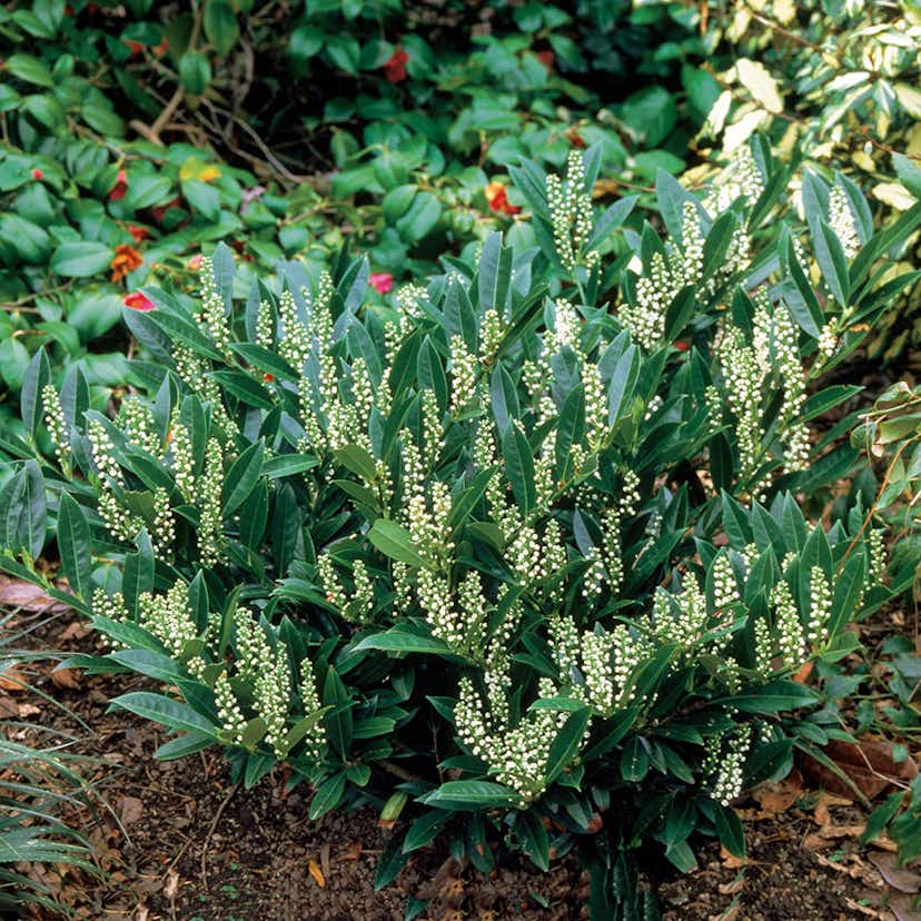 Prydnadsbuske Lagerhägg Omnia Garden Prunus laurocerasus Otto Luyken