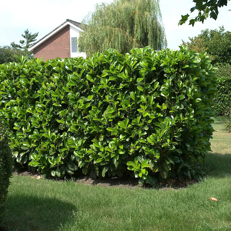 Prydnadsbuske Lagerhägg Omnia Garden Prunus laurocerasus Etna (Anbri)