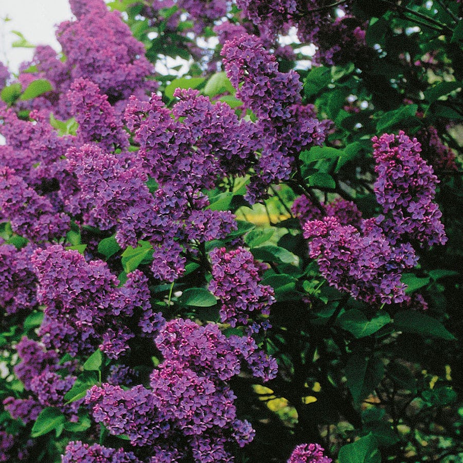 Prydnadsbuske Omnia Garden Lila Ädelsyrén