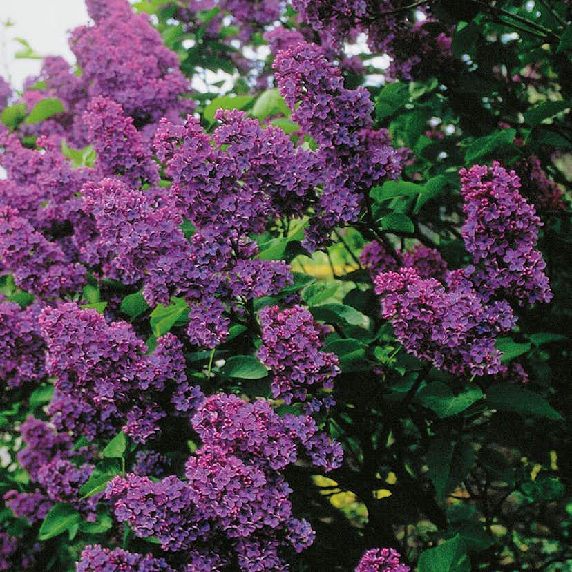 Prydnadsbuske Omnia Garden Lila Ädelsyrén