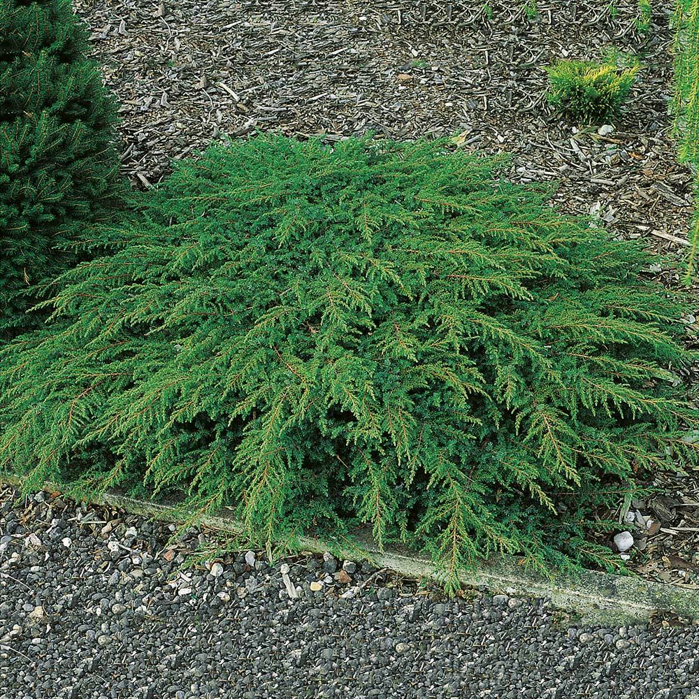 Matt-en Omnia Garden Green Carpet 30-35 cm