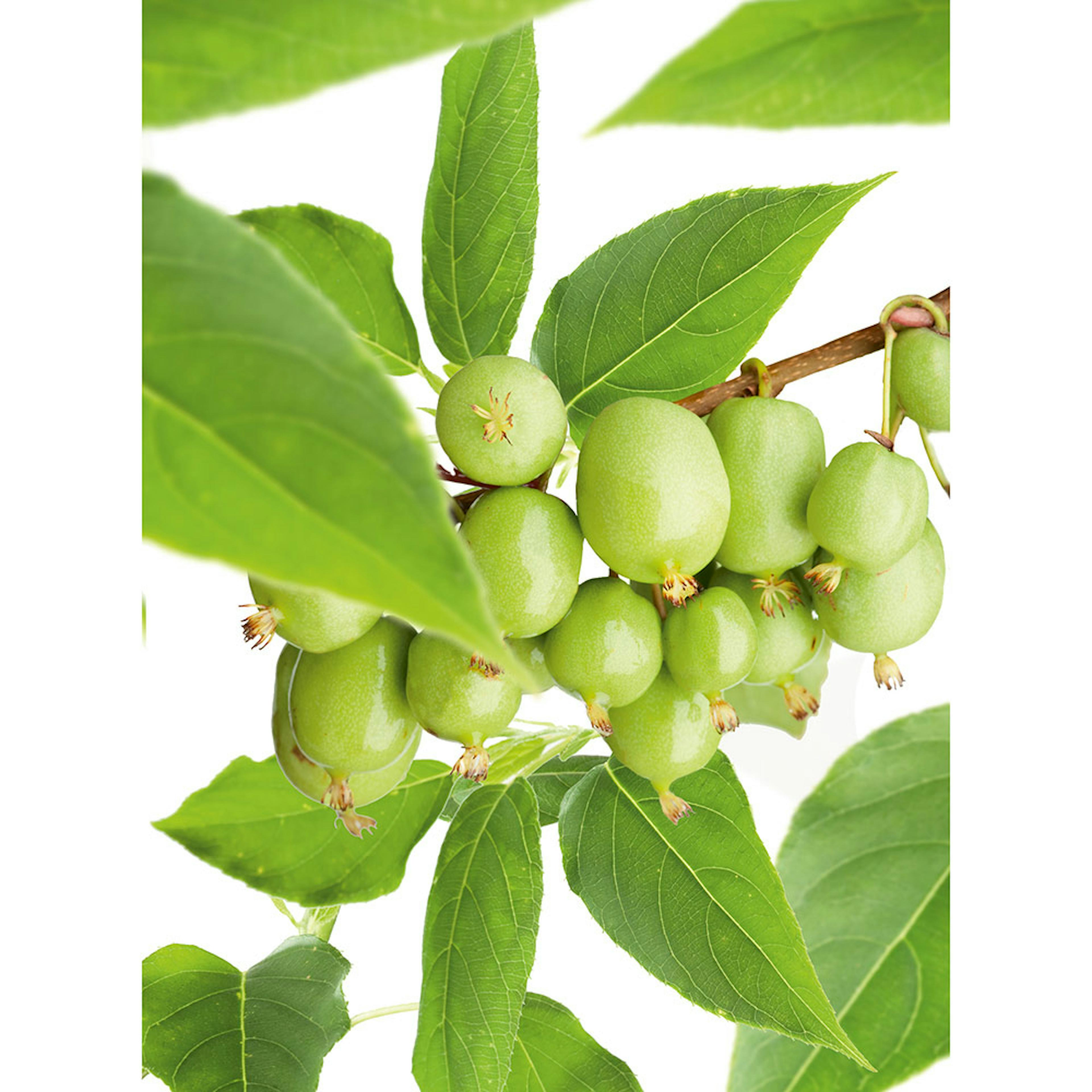 Minikiwiträd Issai Omnia Garden 60-80 cm