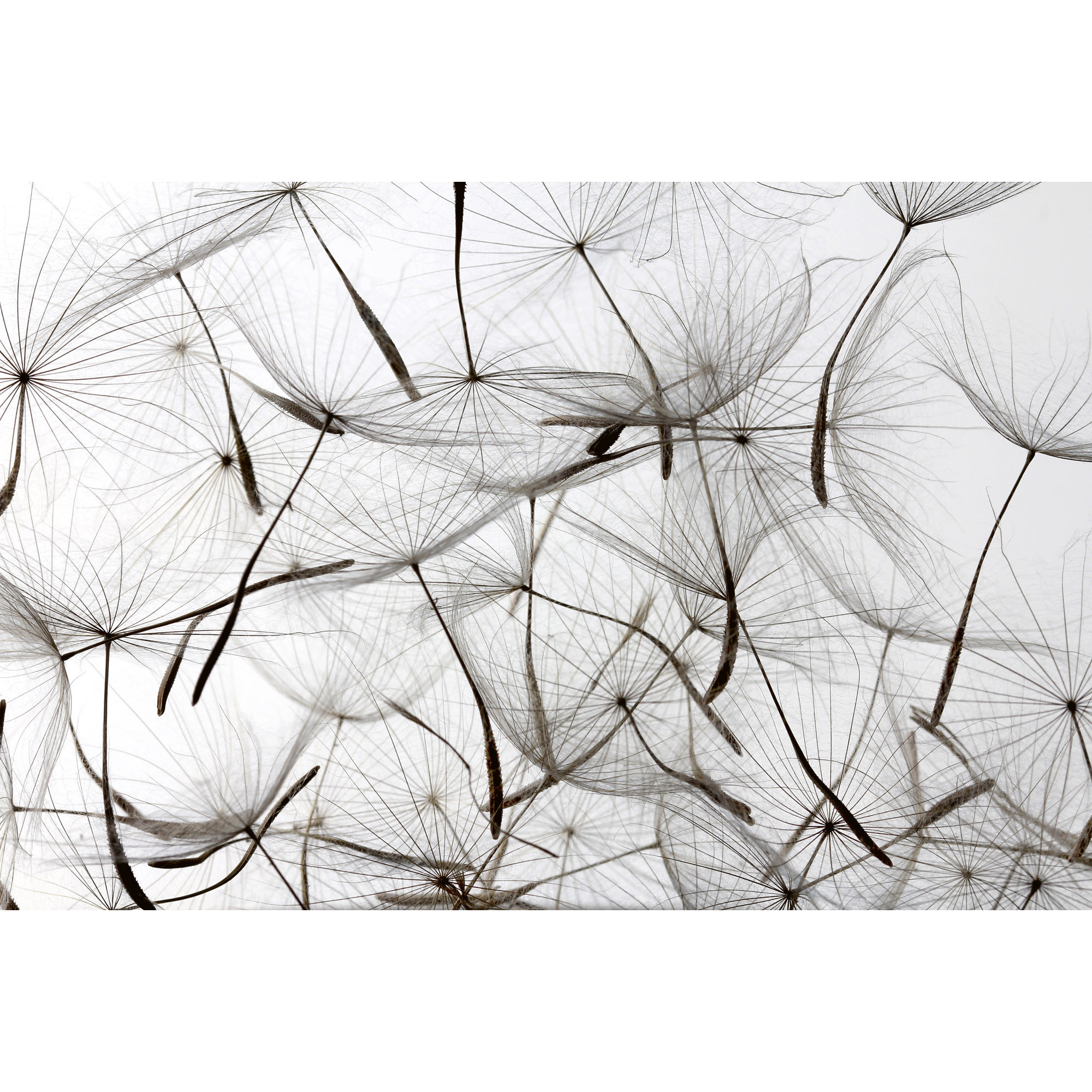 Tapet Dimex Dandelion Seeds