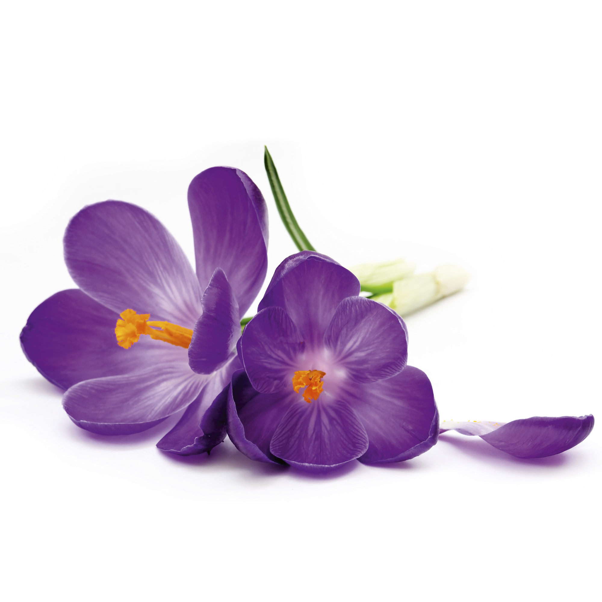 Tapet Dimex Crocus