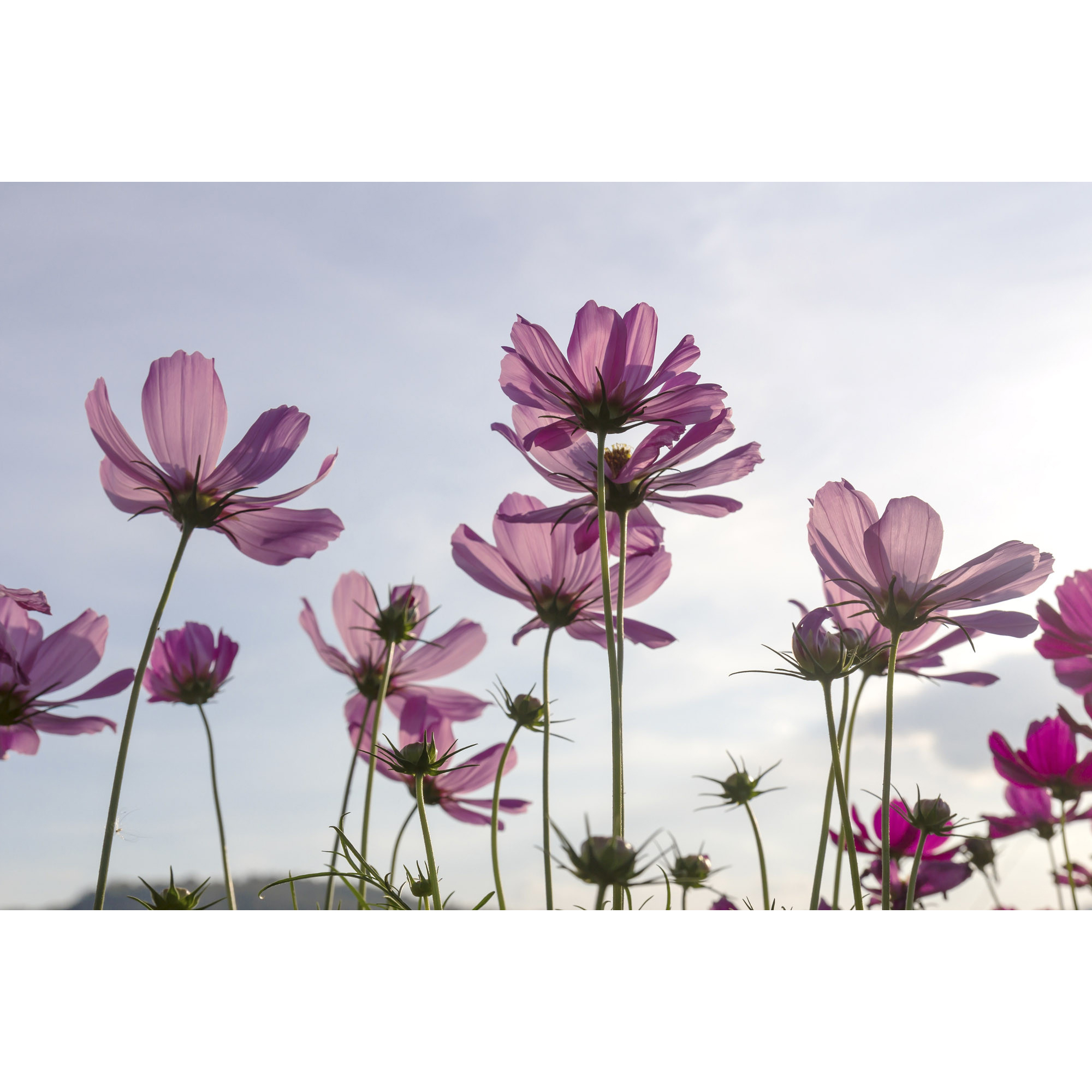 Tapet Dimex Cosmos Flowers