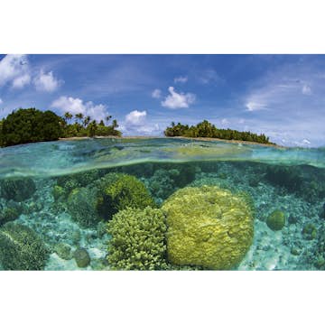 Tapet Dimex Coral Reef