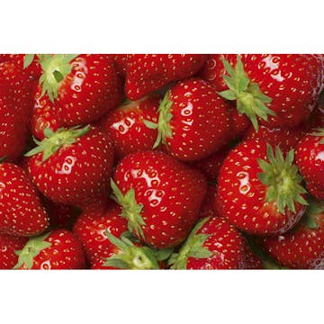 Tapet Dimex Strawberry