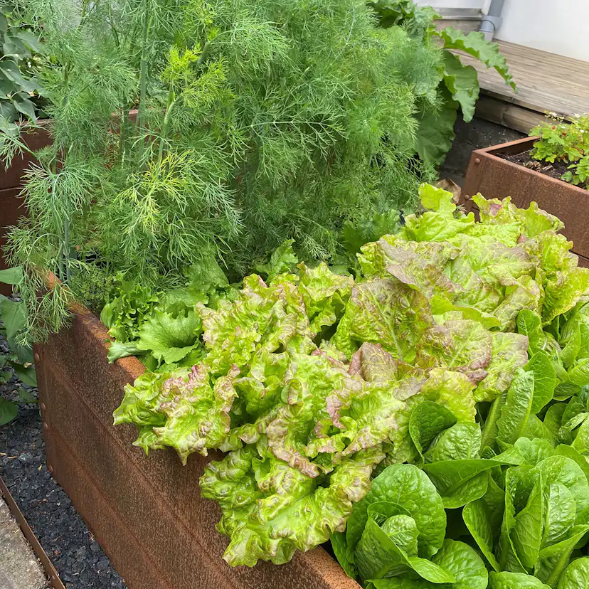 Odlingslåda Flexigarden Cortenplåt 2 mm 800x1200x400 mm