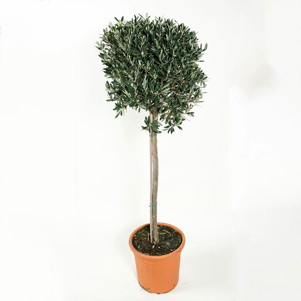 Olivträd Omnia Garden