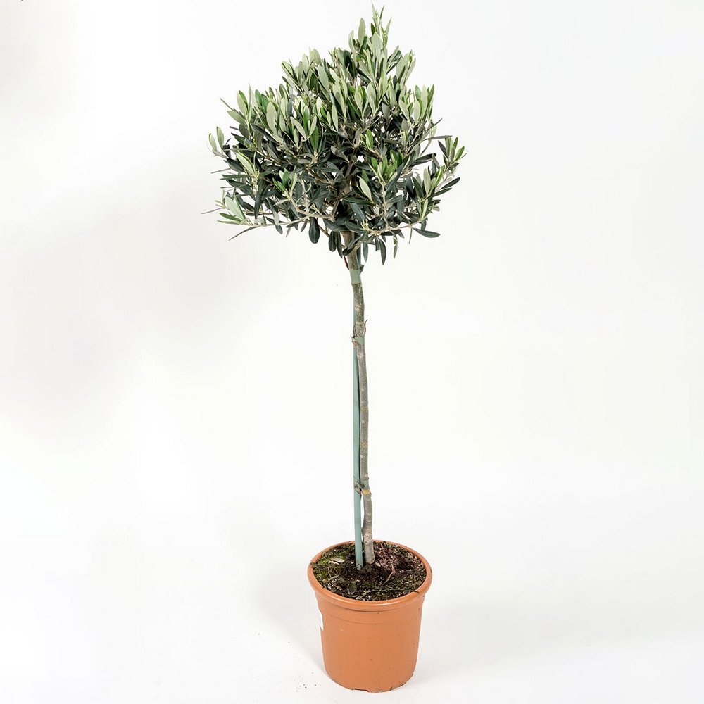 Olivträd Omnia Garden