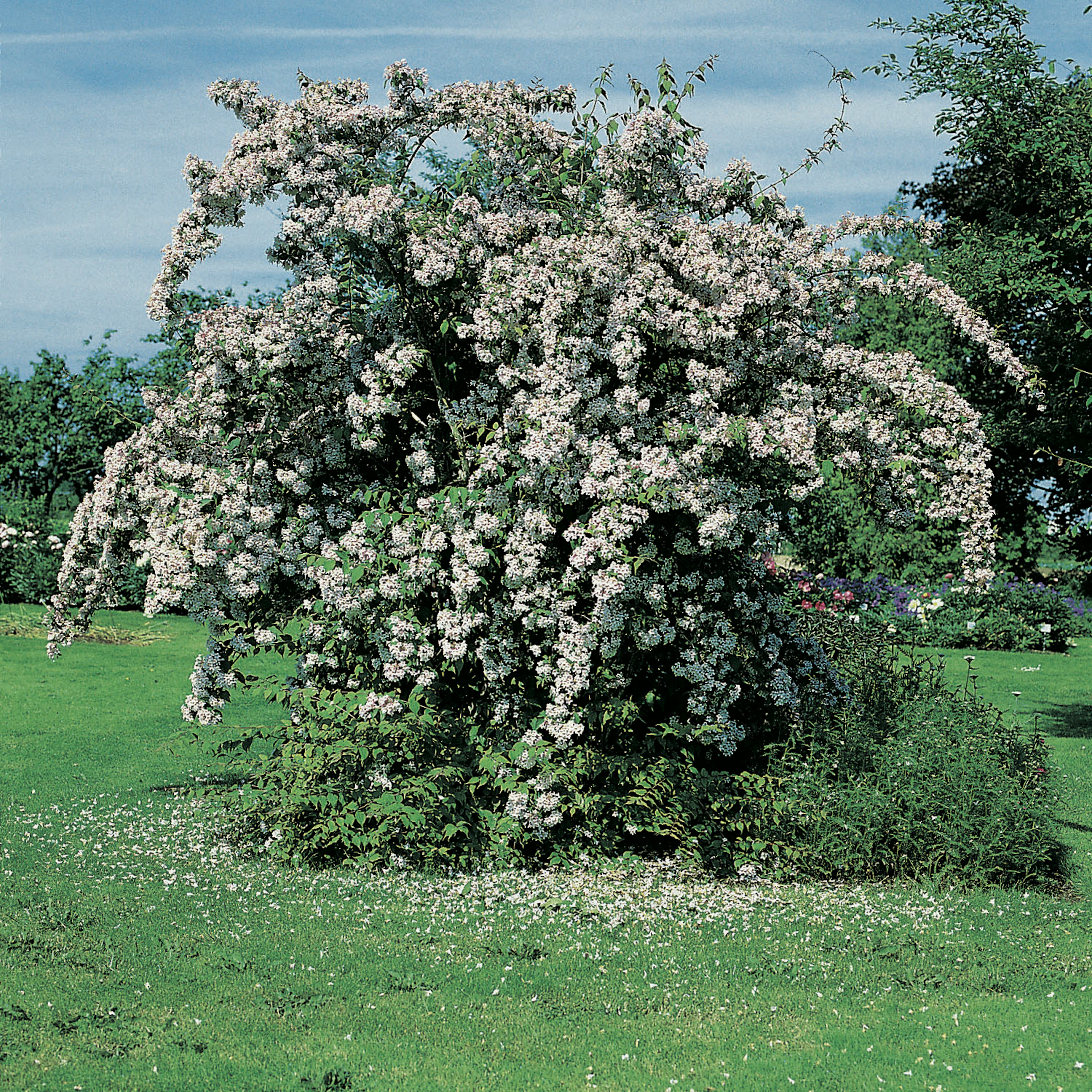 Paradisbuske Omnia Garden Solitär Prydnadsbuske Rosa Blomning 125-150 cm