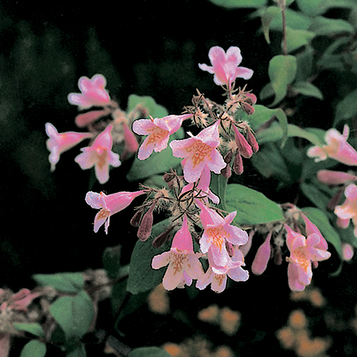 Prydnadsbuske Omnia Garden Paradisbuske