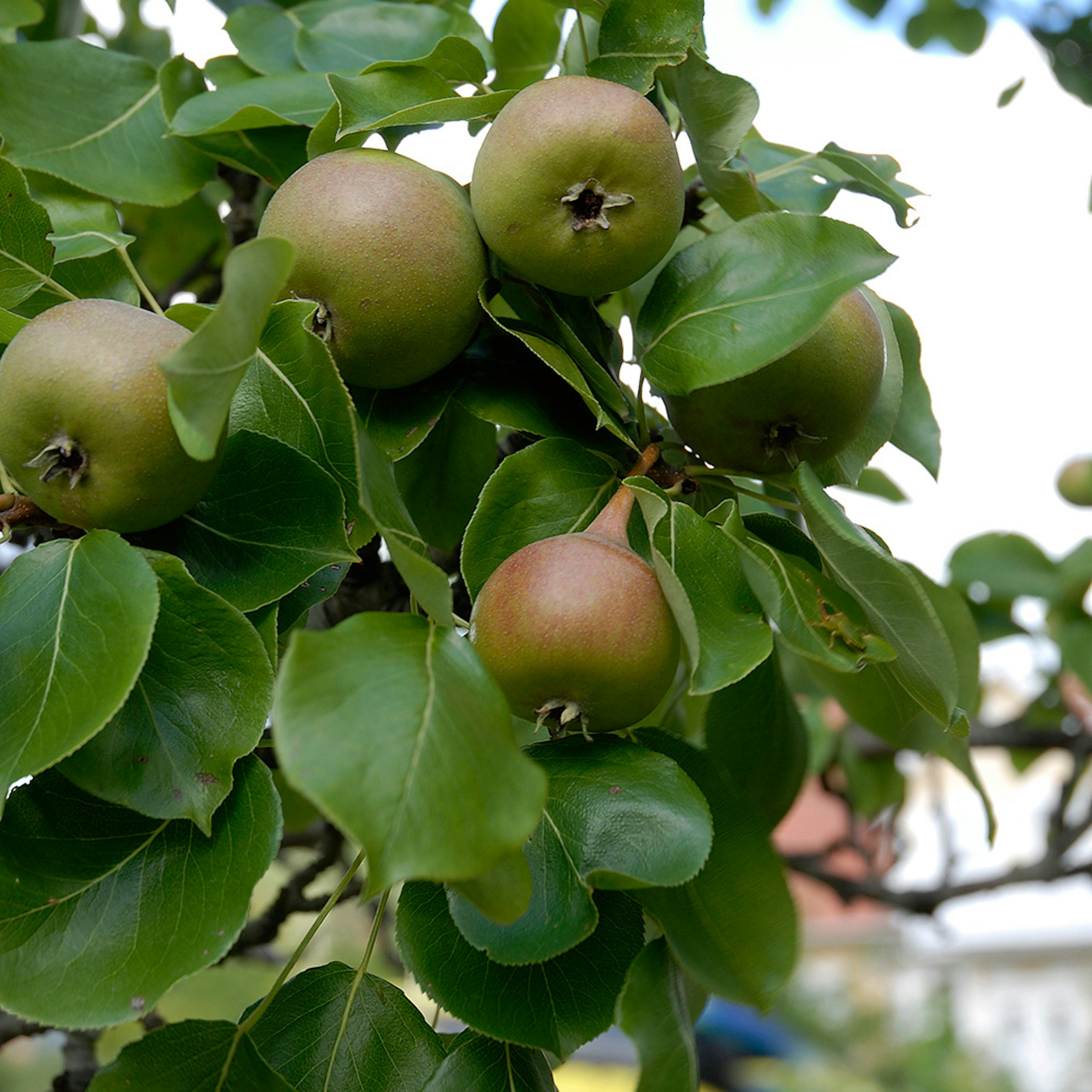 Päronträd Omnia Garden Augustipäron