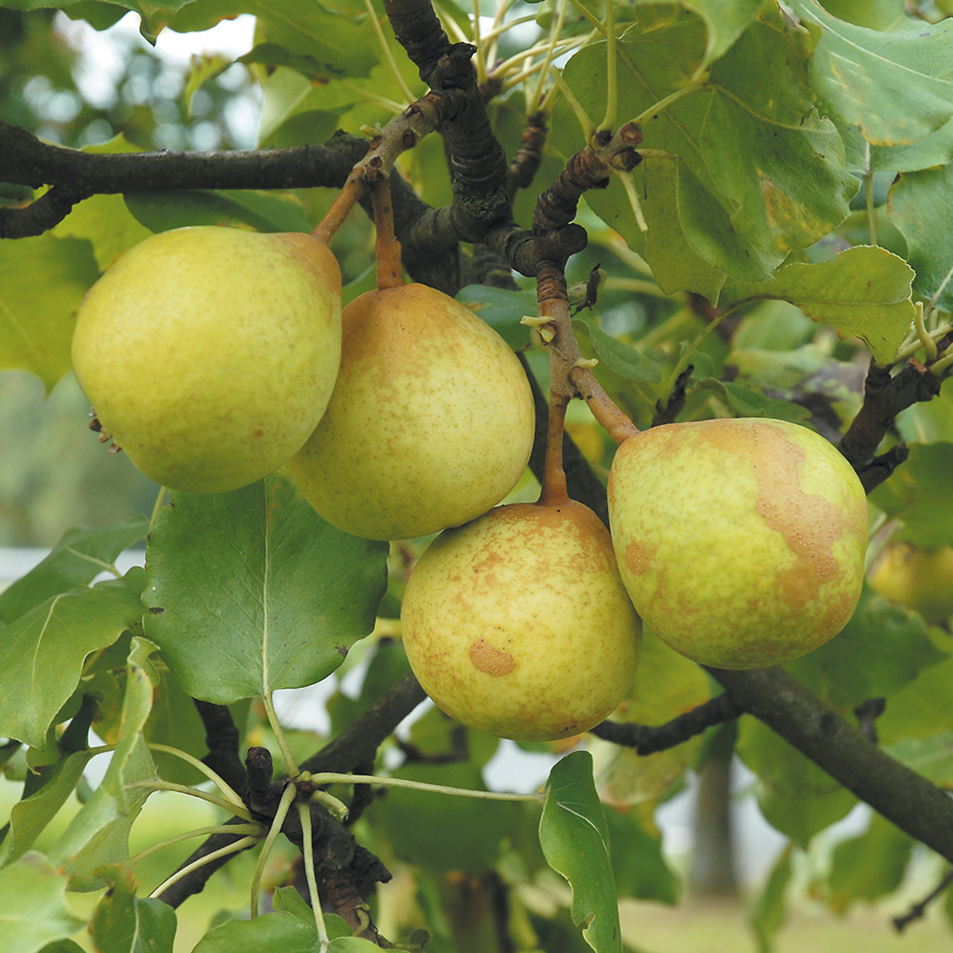 Päronträd Omnia Garden Göteborgs Diamant E
