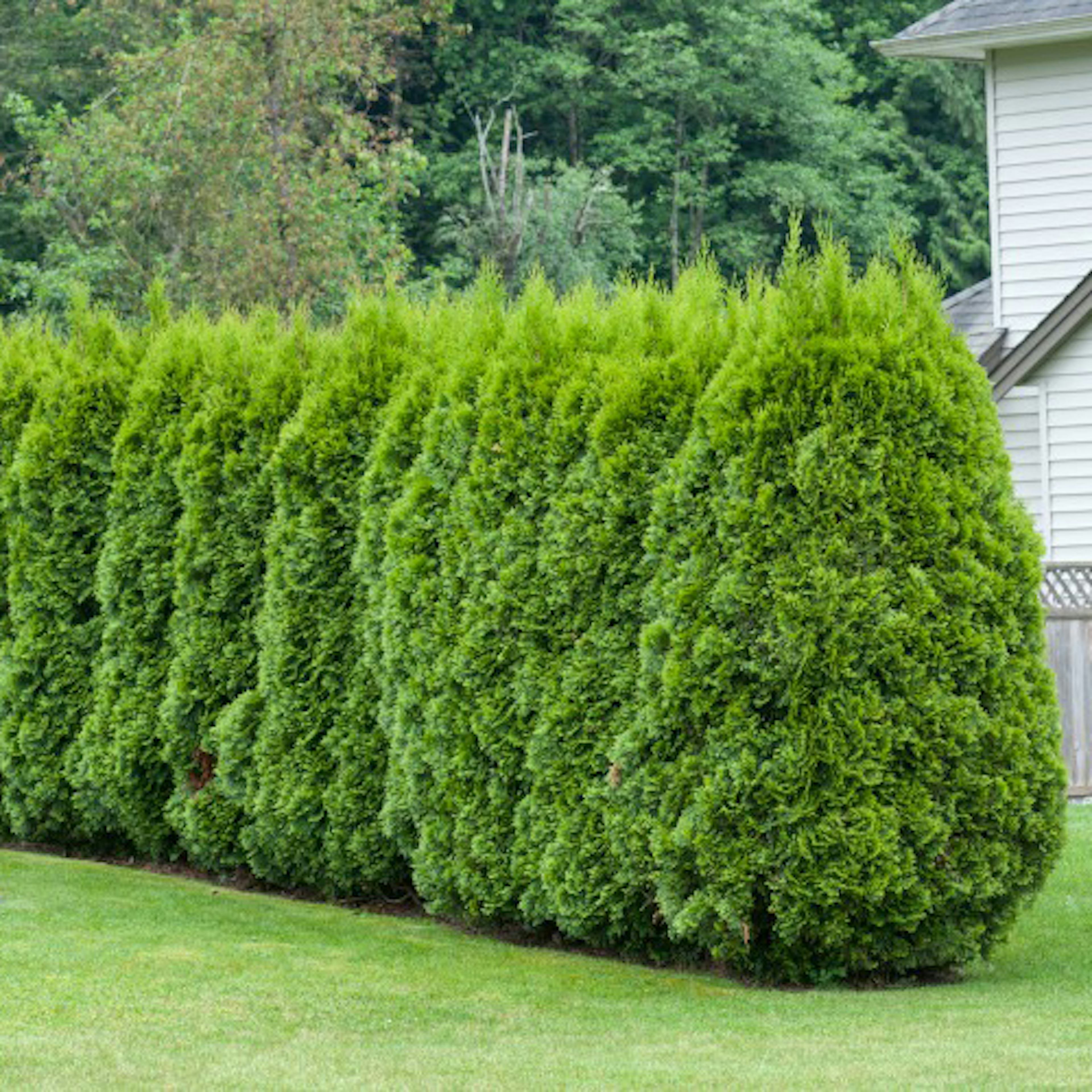 Planta Pelar/Häcktuja Omnia Garden 50-80 cm