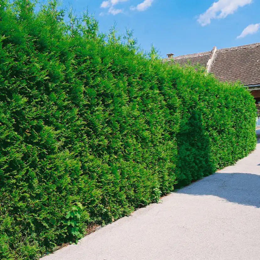 Planta Pelar/Häcktuja Omnia Garden 50-80 cm