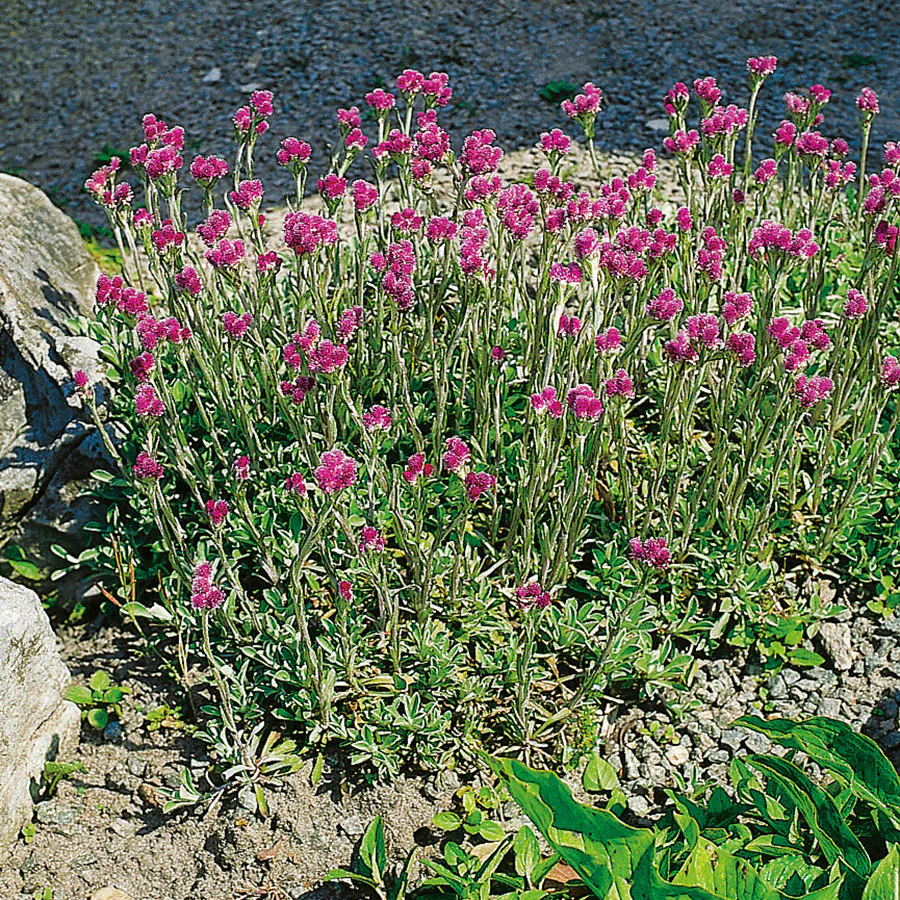 Planta Omnia Garden Kattfot Rubra