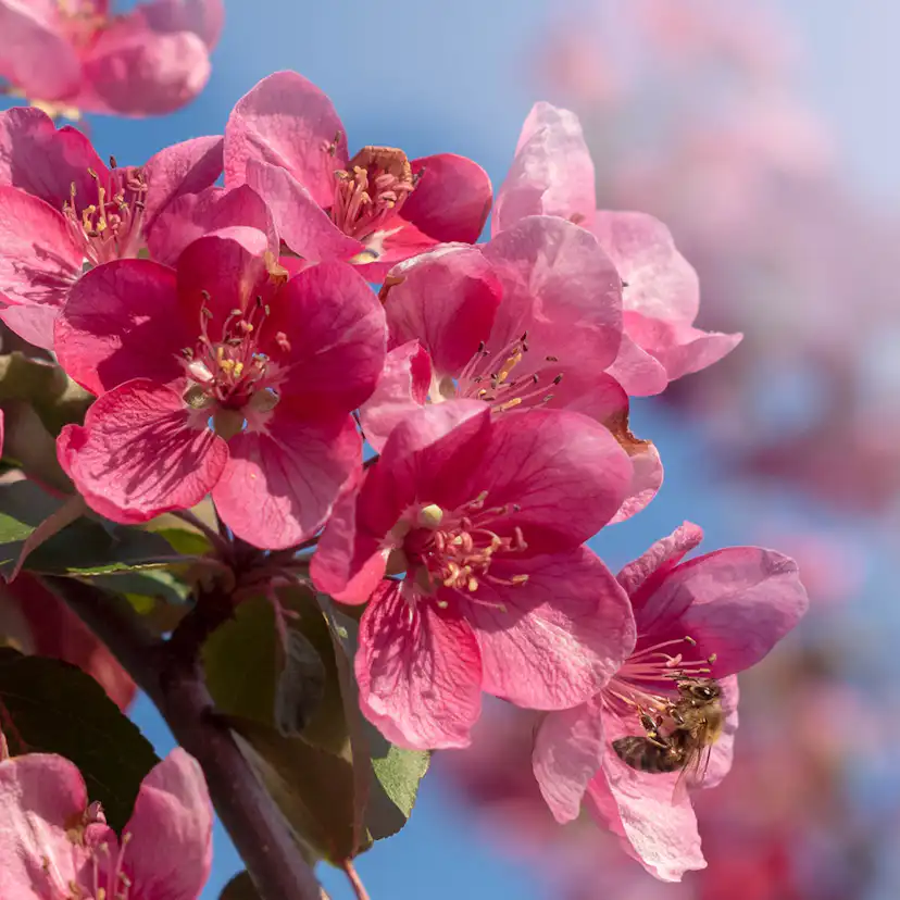 Prydnadsträd Apel Omnia Garden Rudolf, Solälskande & Väldränerad, 90-110 cm