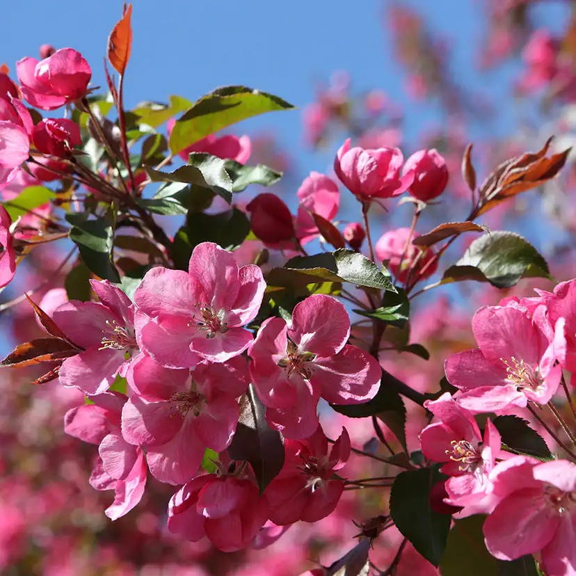 Prydnadsträd Apel Omnia Garden Rudolf, Solälskande & Väldränerad, 90-110 cm
