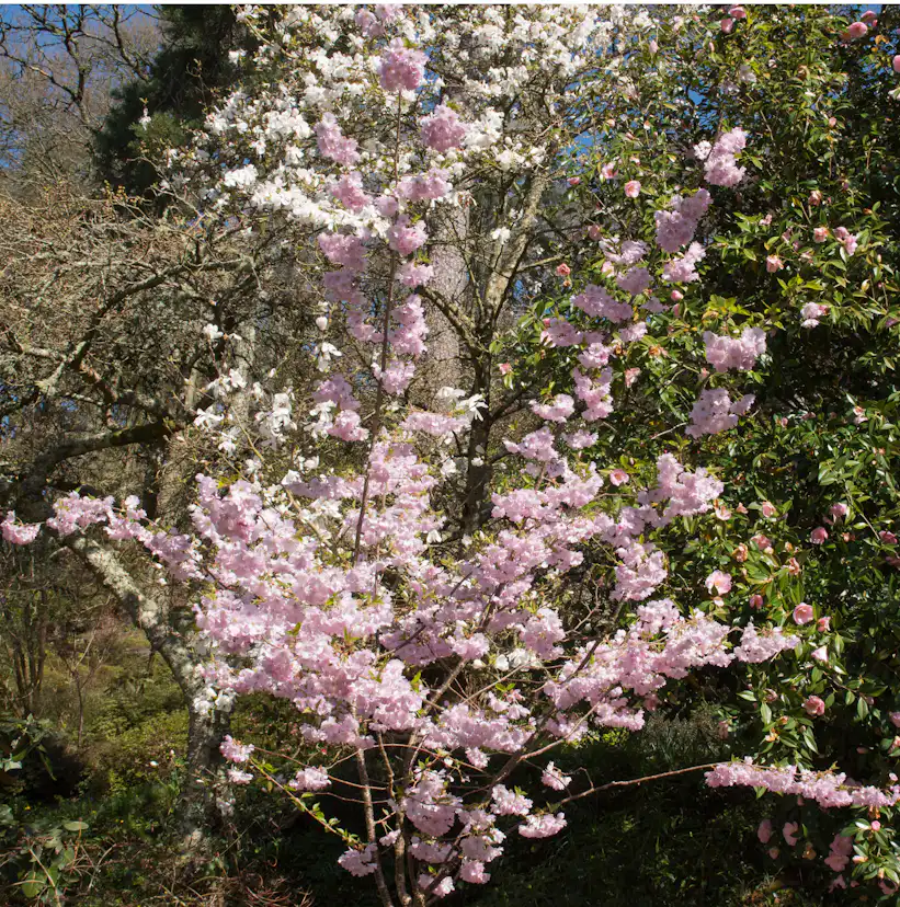 Prydnadskörsbär Omnia Garden Accolade, Rosa Blomning, 100-120 cm