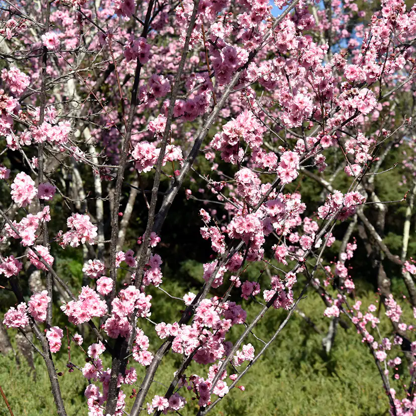 Prydnadskörsbär Omnia Garden Accolade, Rosa Blomning, 100-120 cm