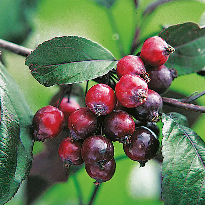 Prydnadsträd Purpurapel (Royalty) Omnia Garden 80-90 cm