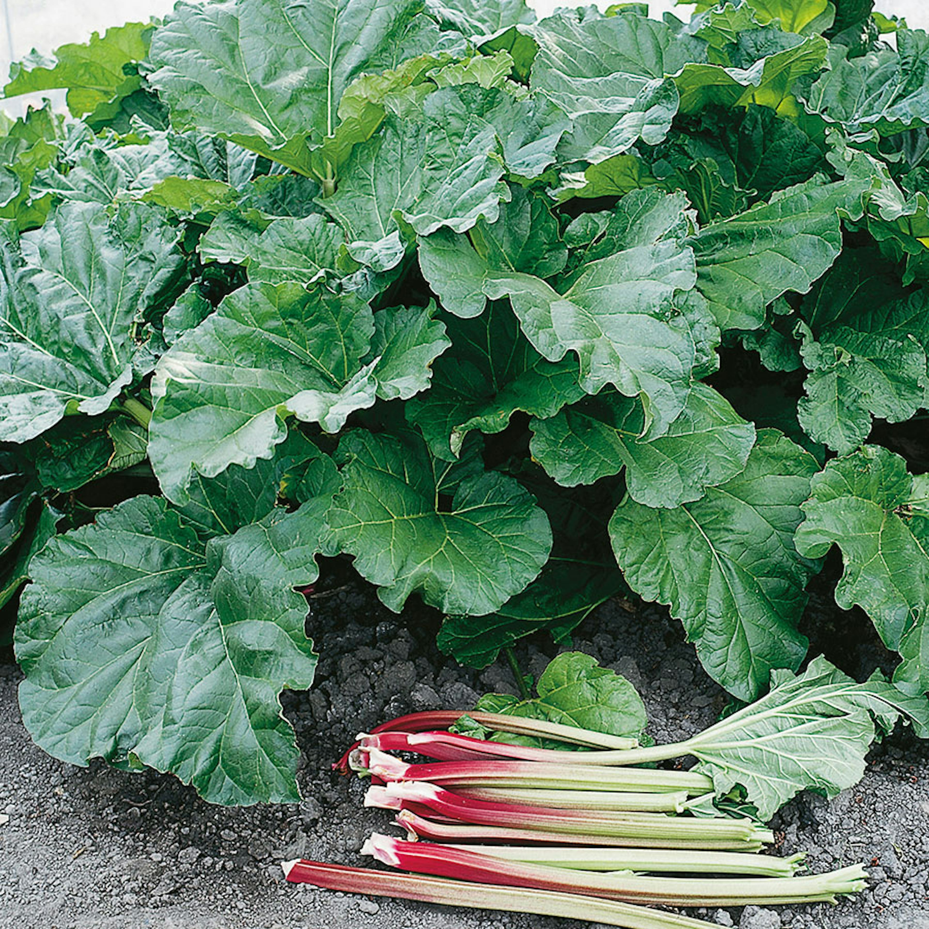 Rabarber Elmblitz Omnia Garden 30-40 cm