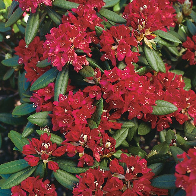 Rhododendron Omnia Garden Nova Zembla