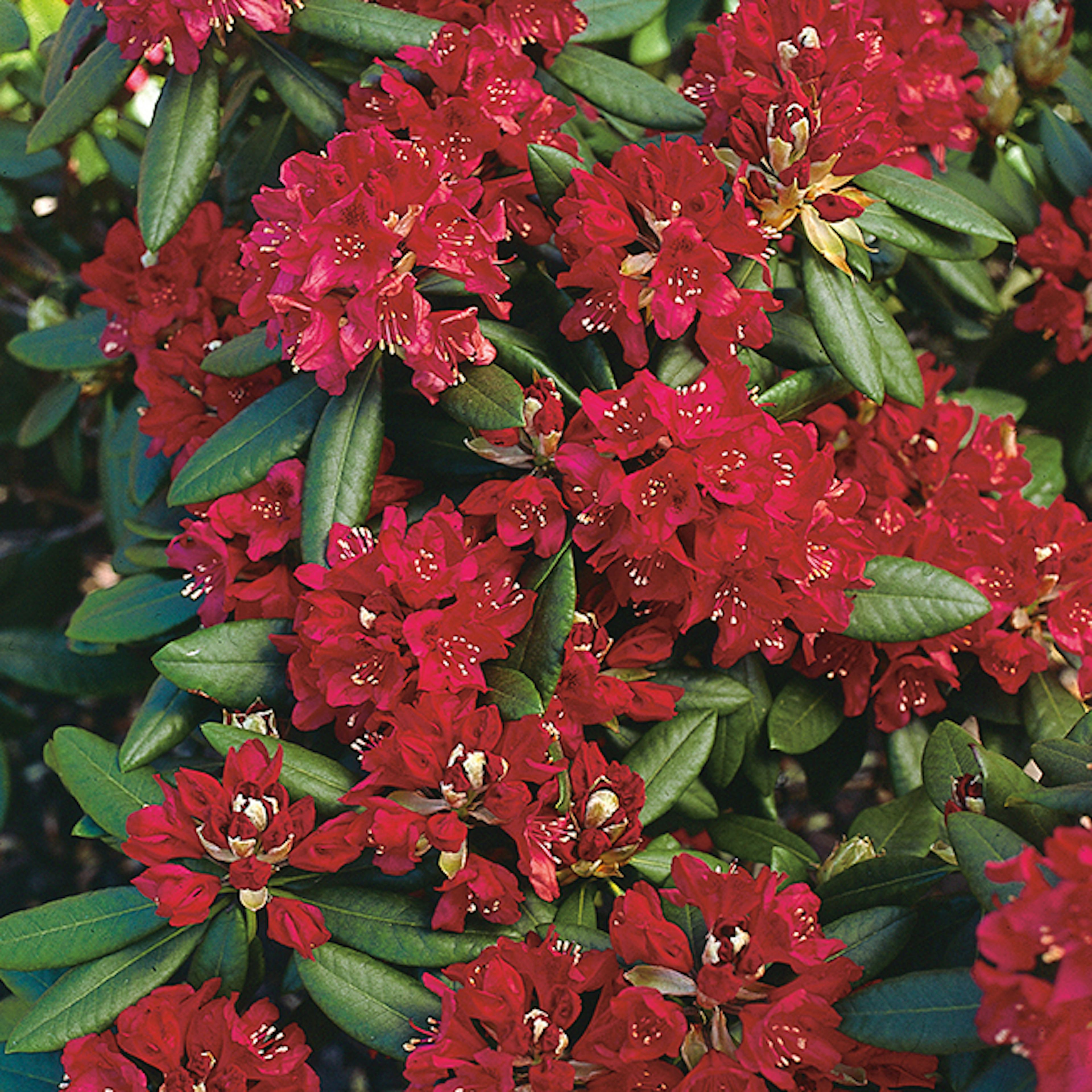 Rhododendron Omnia Garden Nova Zembla