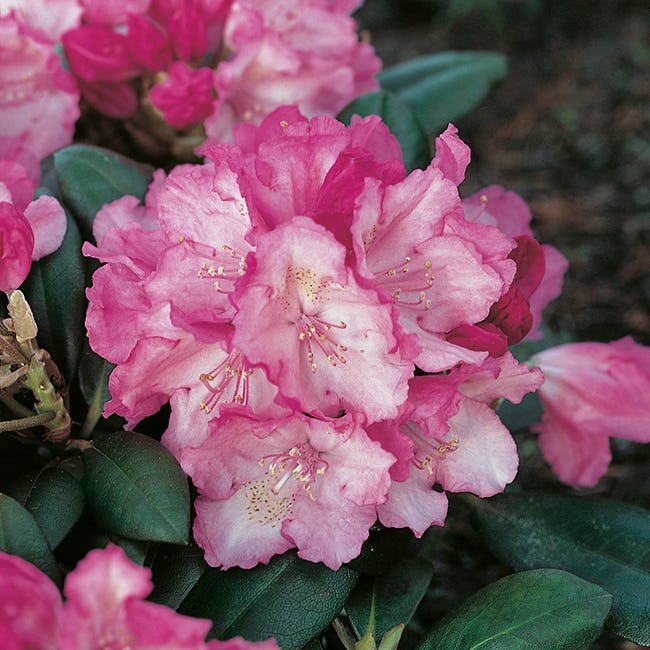 Rhododendron Omnia Garden Polaris 25-30 cm
