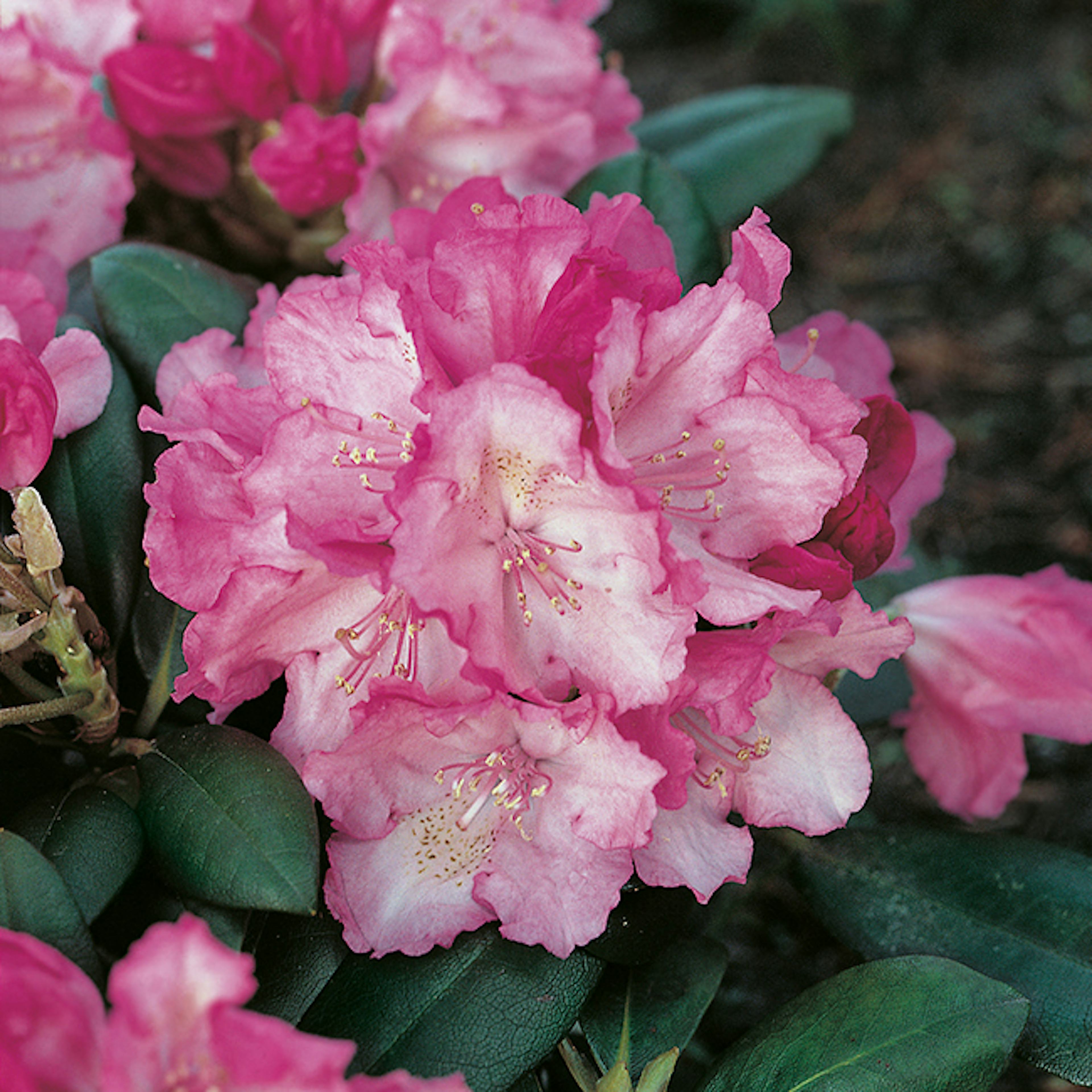 Rhododendron Omnia Garden Polaris 25-30 cm