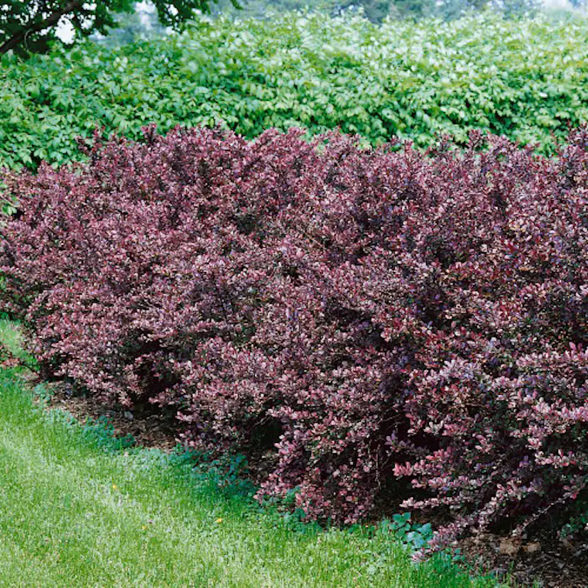 Prydnadsbuske Omnia Garden Röd Häckberberis Krukodlad