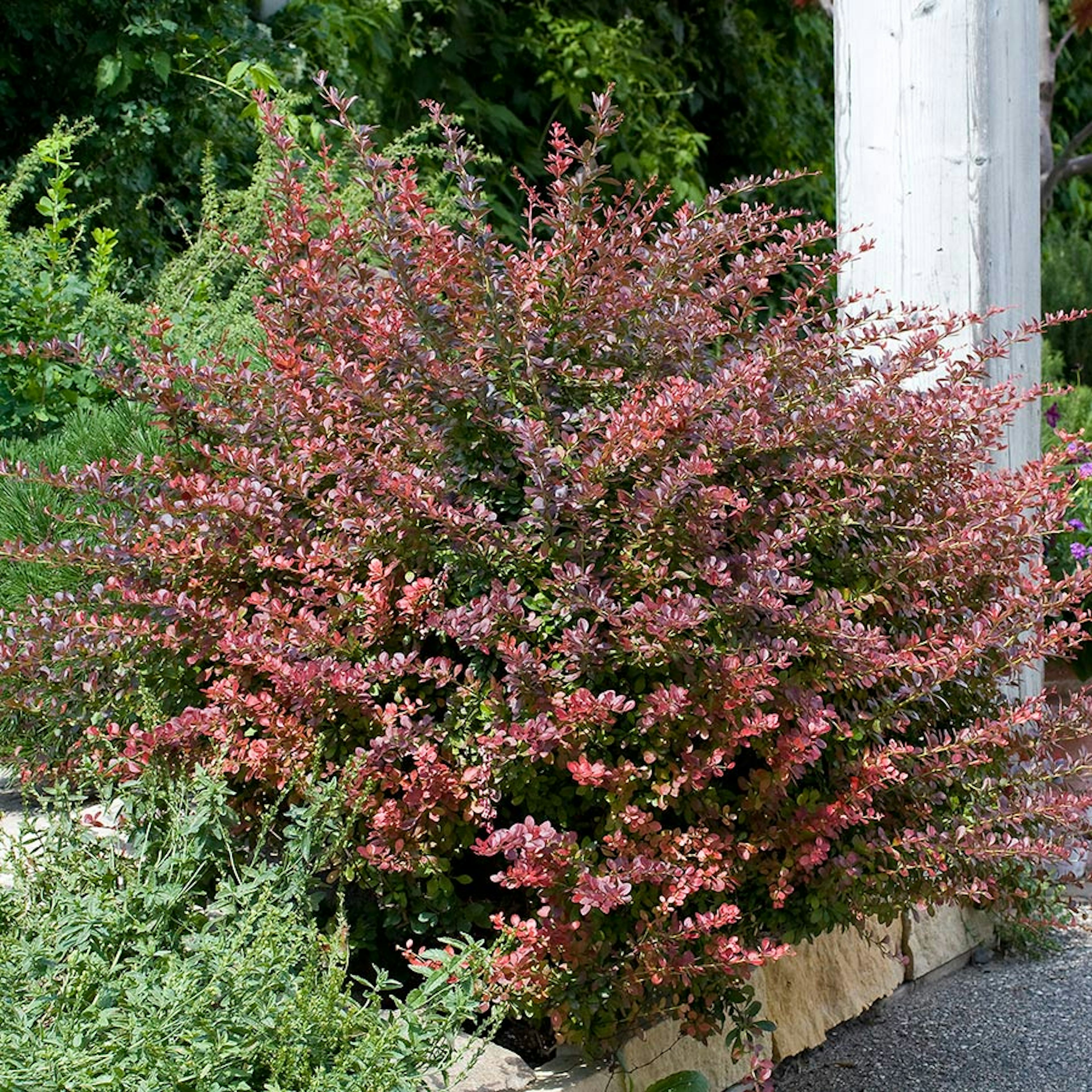 Prydnadsbuske Omnia Garden Röd Häckberberis Krukodlad
