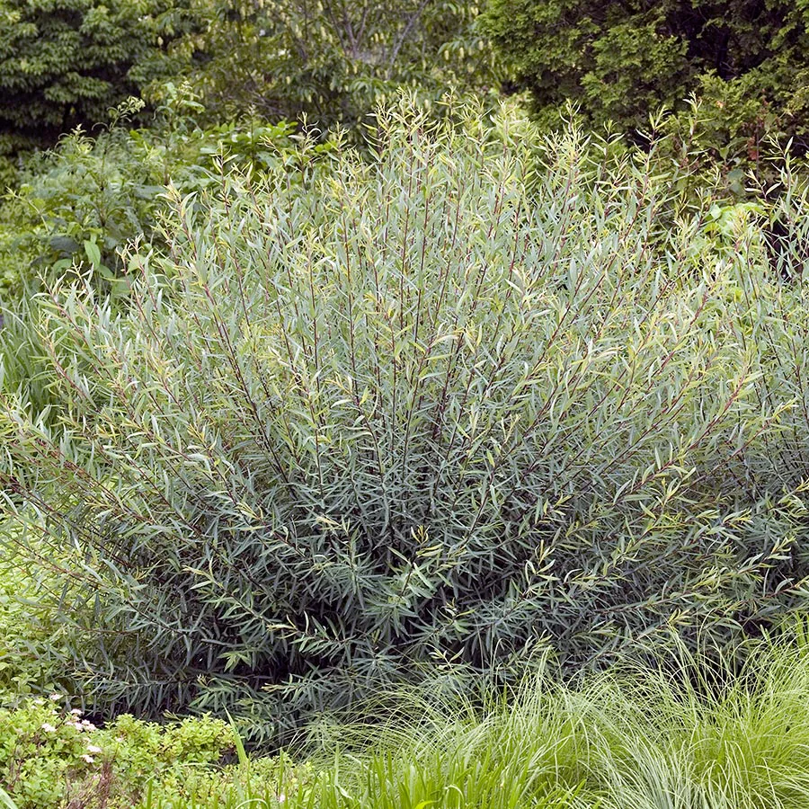 Prydnadsbuske Omnia Garden Rödvide Salix Purpurea