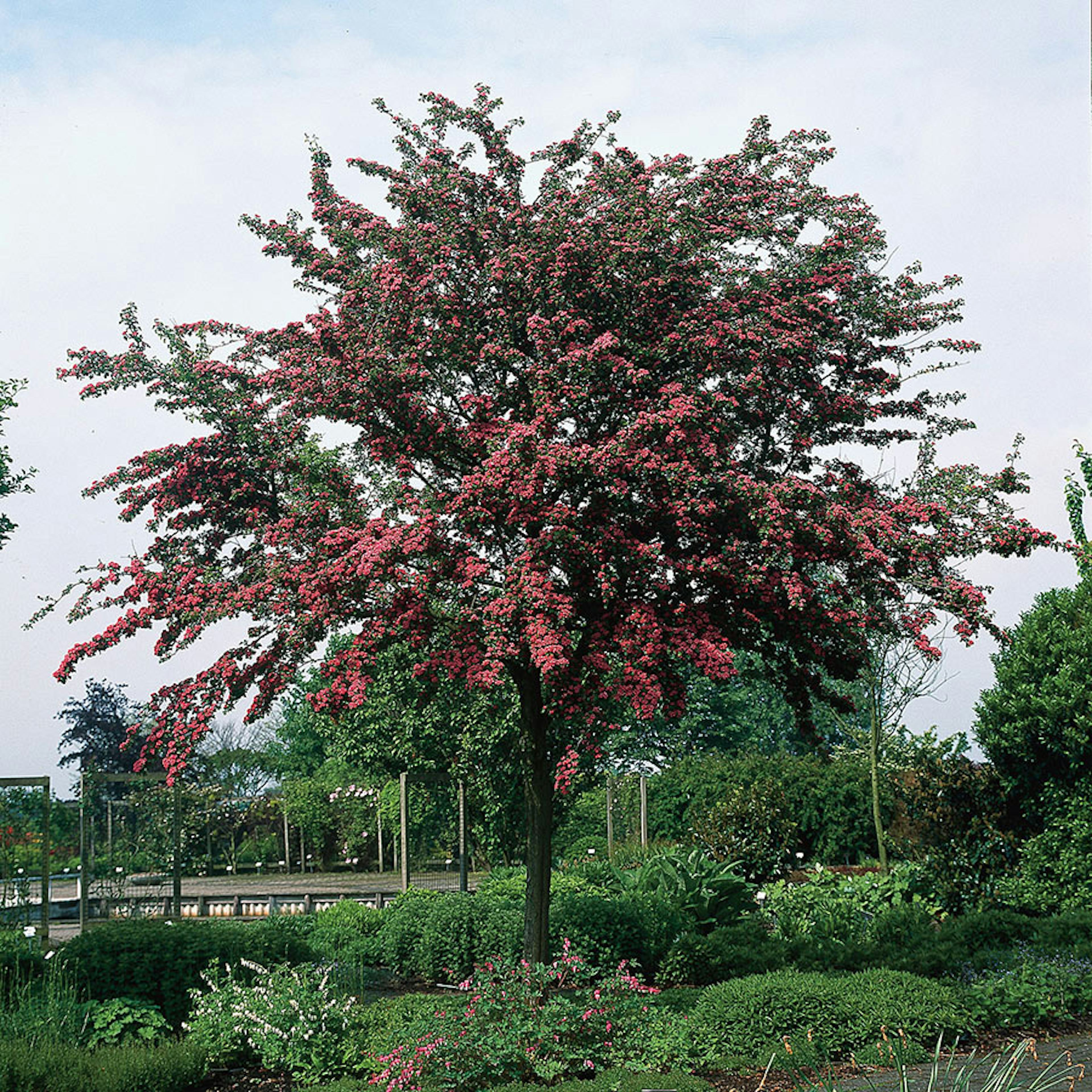 Prydnadsträd Omnia Garden Rosenhagtorn med Rosa Blomning, 100-120 cm