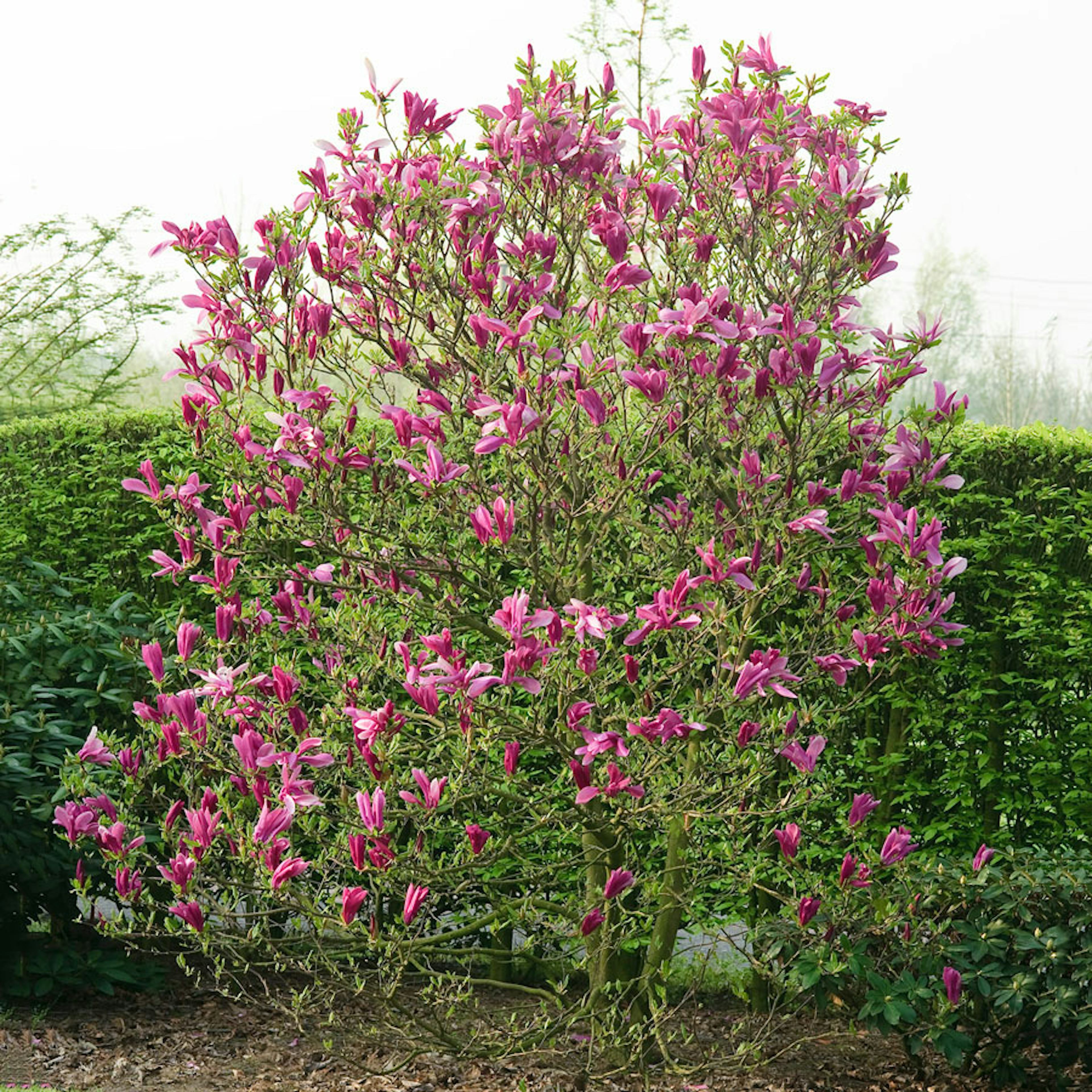 Prydnadsbuske Omnia Garden Rosenmagnolia Susan