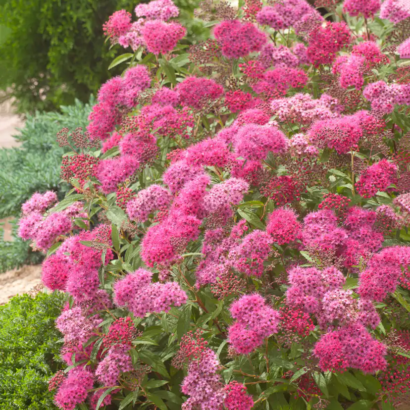 Prydnadsbuske Omnia Garden Rosenspirea Karminröd