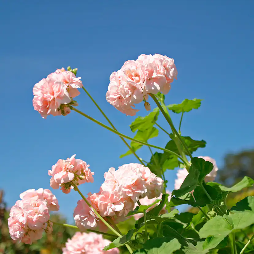 Pelargonjord Hasselfors Garden Mårbacka 40 L