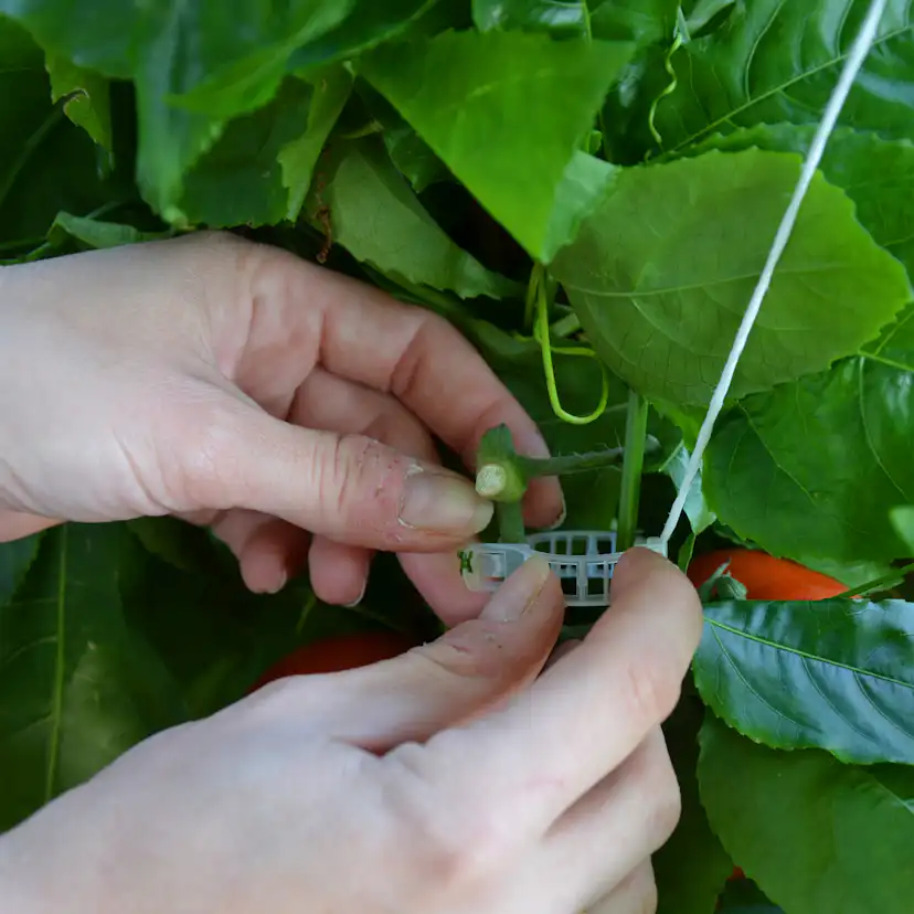 Uppbindningskit Canopia by Palram