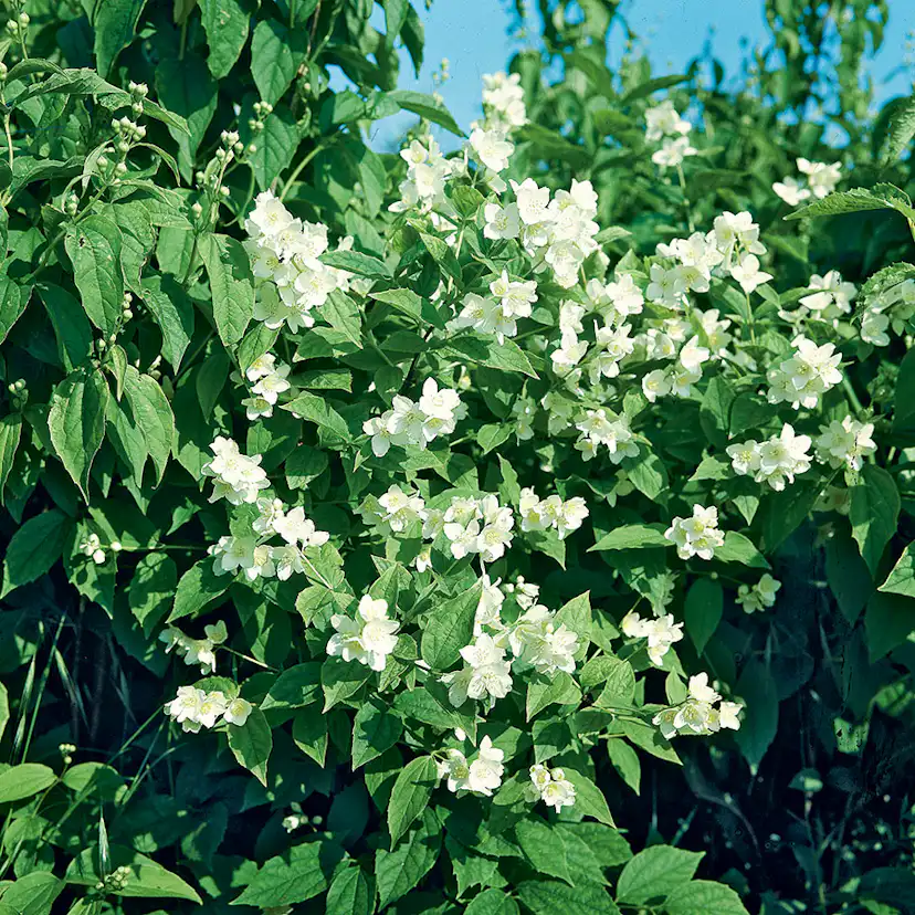 Prydnadsbuske Schersmin- Doftschersmin Omnia Garden 100-150 cm