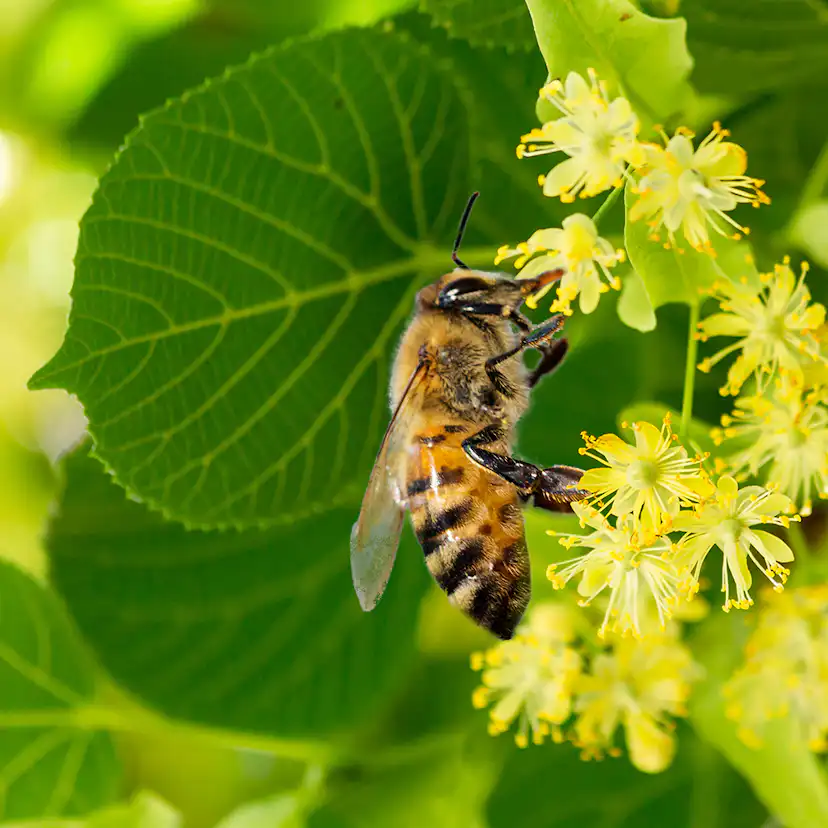 Prydnadsträd Skogslind Omnia Garden Tilia Cordata 150-200 cm