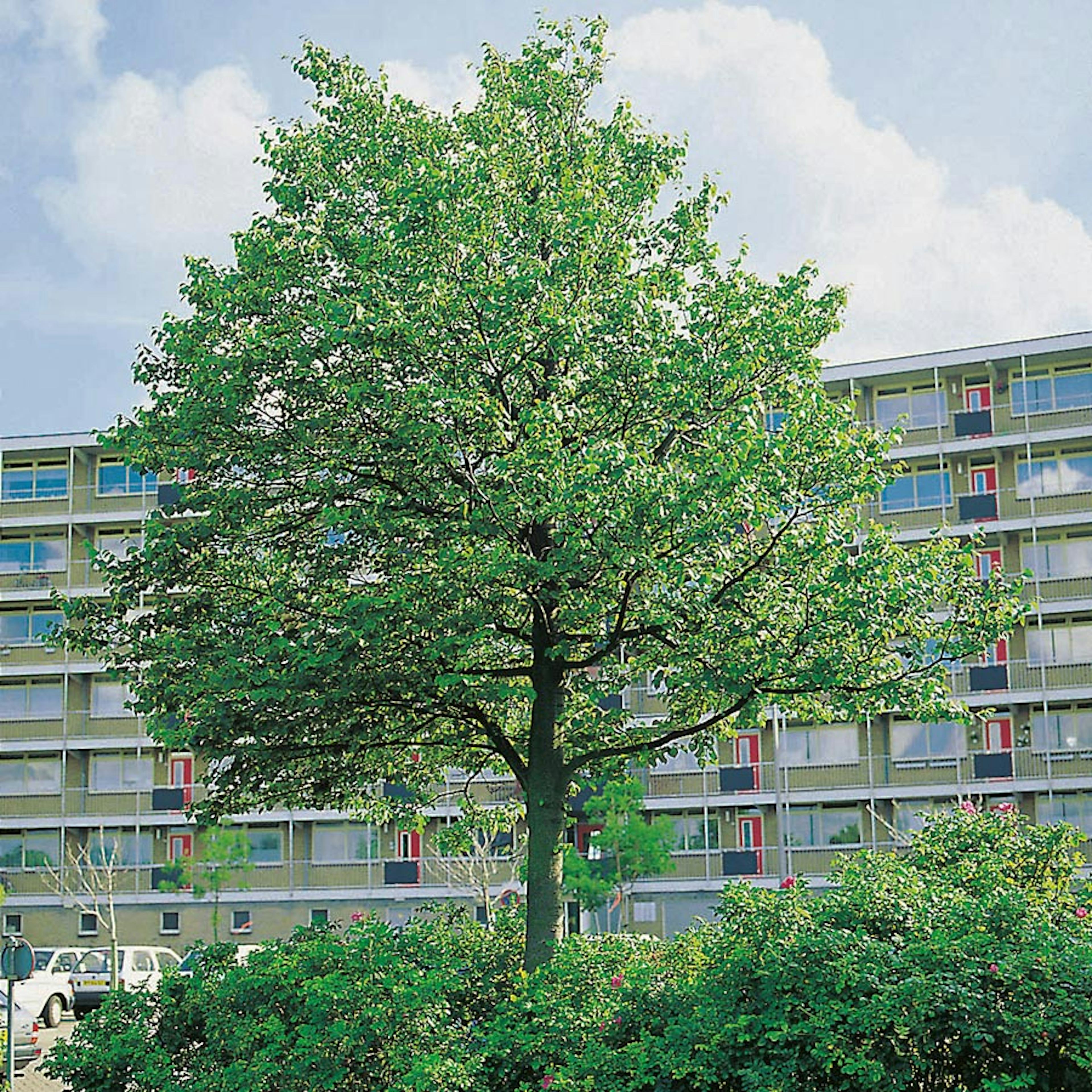 Prydnadsträd Skogslind Omnia Garden Tilia Cordata 150-200 cm